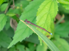 Oxyagrion