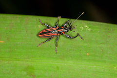 Naupactus rivulosus