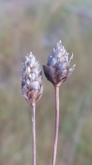 Xyris stenotera