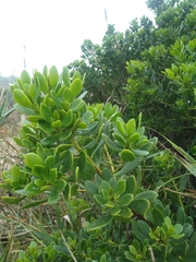 Scaevola nitida