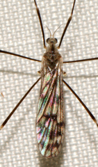 Dactylolabis