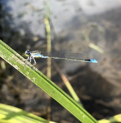 Paracercion calamorum calamorum