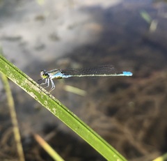 Paracercion calamorum calamorum