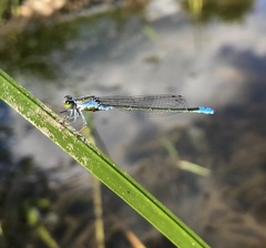 Paracercion calamorum calamorum