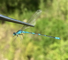 Coenagrion lanceolatum