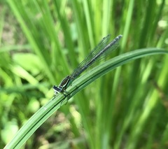 Coenagrion lanceolatum