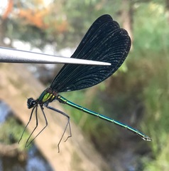 Calopteryx japonica
