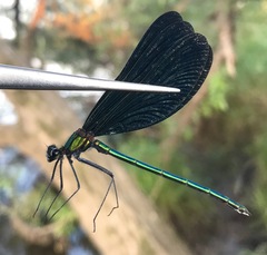 Calopteryx japonica