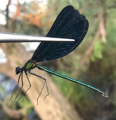 Calopteryx japonica