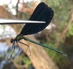 Calopteryx japonica
