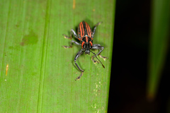 Naupactus rivulosus