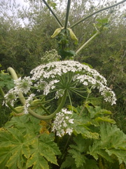 Heracleum sosnowskyi