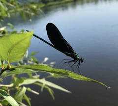 Calopteryx japonica