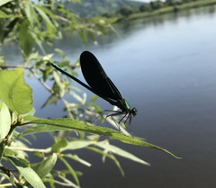 Calopteryx japonica