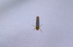 Ferrariana trivittata