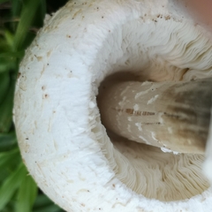 Chlorophyllum