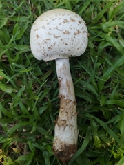 Chlorophyllum