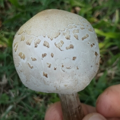 Chlorophyllum