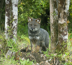 Lycalopex fulvipes