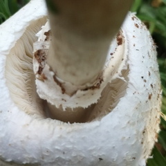 Chlorophyllum