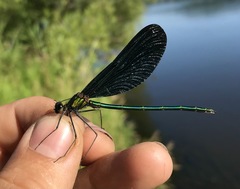 Calopteryx japonica