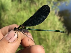 Calopteryx japonica