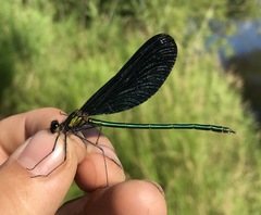 Calopteryx japonica