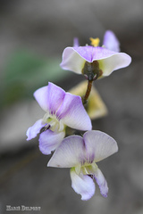 Dolichos hastiformis