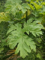 Heracleum sosnowskyi