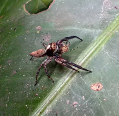 Coryphasia albibarbis