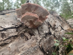Laetiporaceae