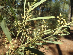 Phyllodineae