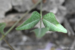 Dolichos hastiformis