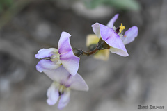 Dolichos hastiformis