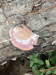 Laetiporaceae