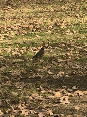 Turdus migratorius
