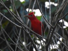 Piranga rubra