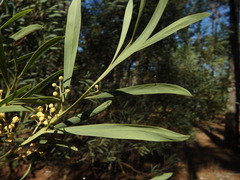 Phyllodineae
