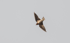 Hirundo lucida