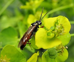 Tenthredopsis scutellaris