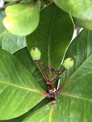 Pittosporum roimata