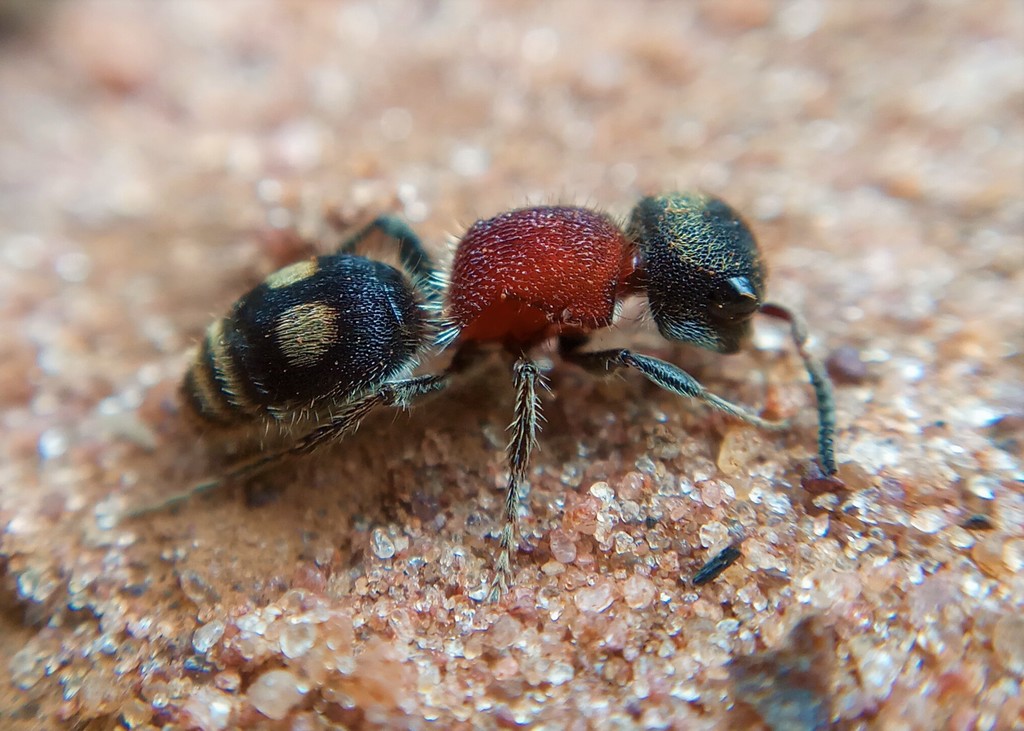 Darditilla debilis