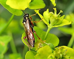 Tenthredopsis scutellaris