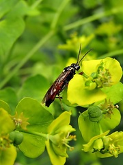 Tenthredopsis scutellaris