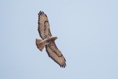 Buteo auguralis