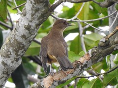 Turdus grayi