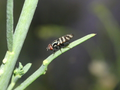 Pterotaenia