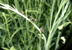 Pterotaenia