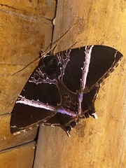 Coronidia orithea