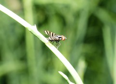 Pterotaenia